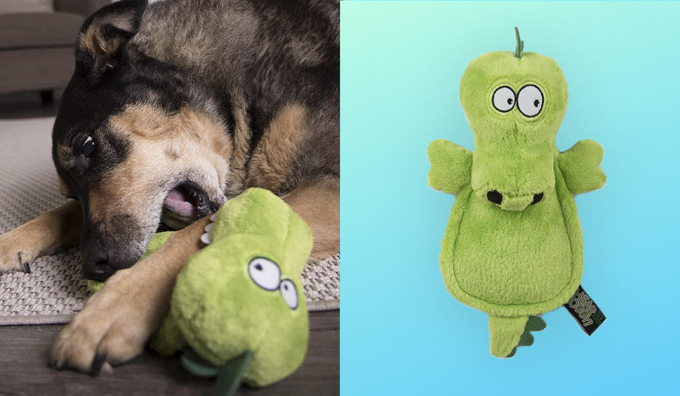 Left: Dog playing with squeakless gator doy / Right: Squeakless gator doy