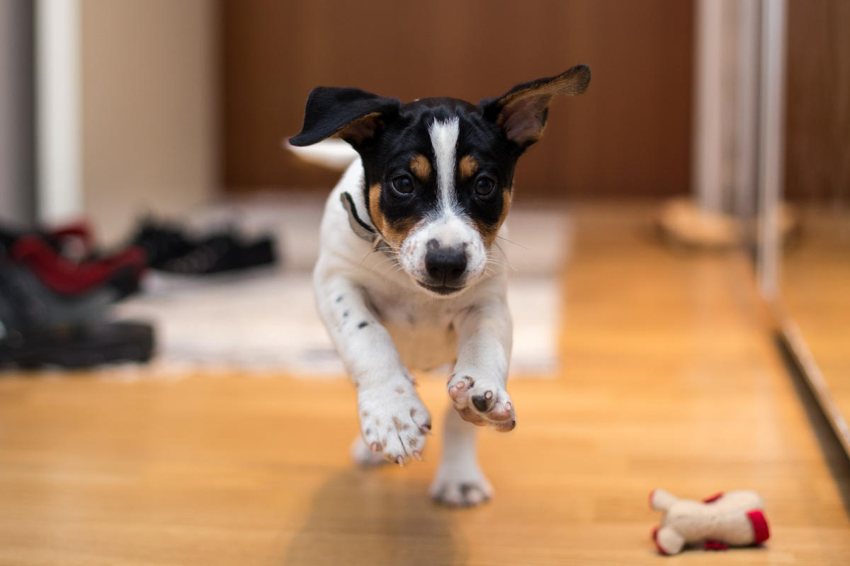 Hear Doggy Flatty Dog Toy Review — Squeakless Dog Toy