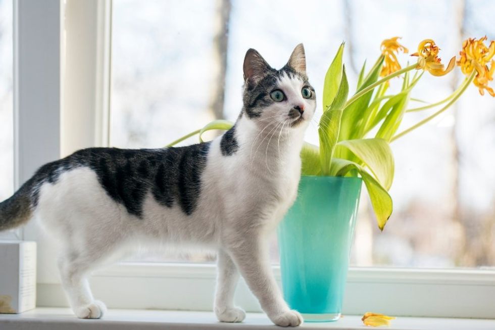 cat with flowers