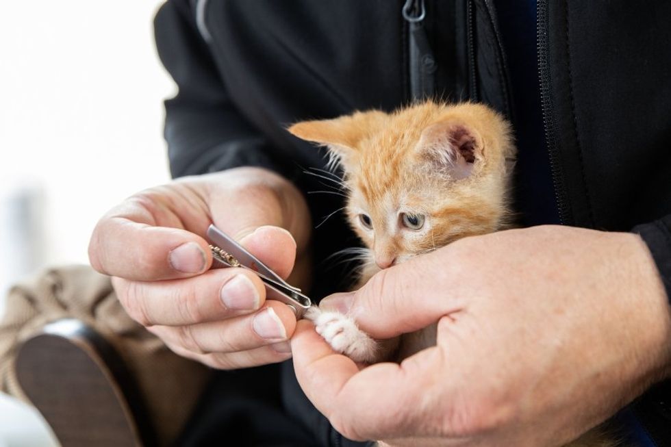 orange kitten with claws trimmed