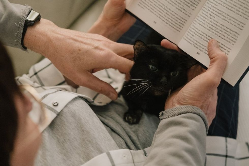 cat on a person's lap