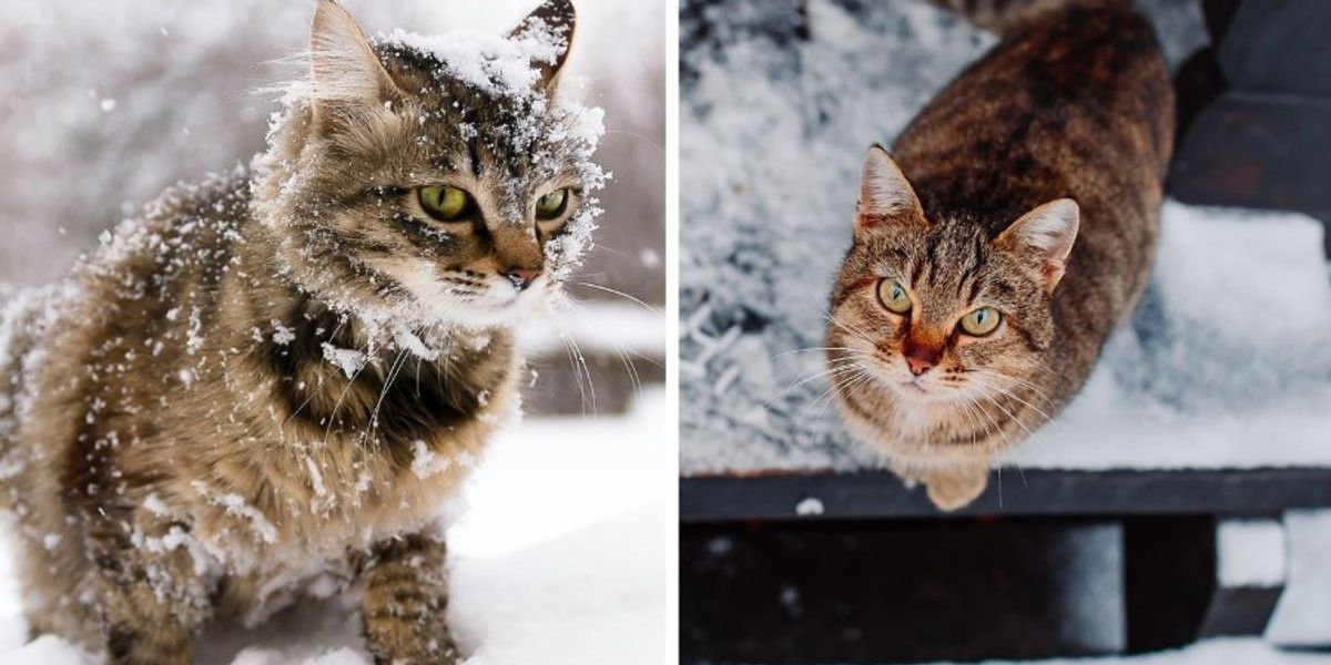 Woman builds hotel for stray cats to keep warm in winter