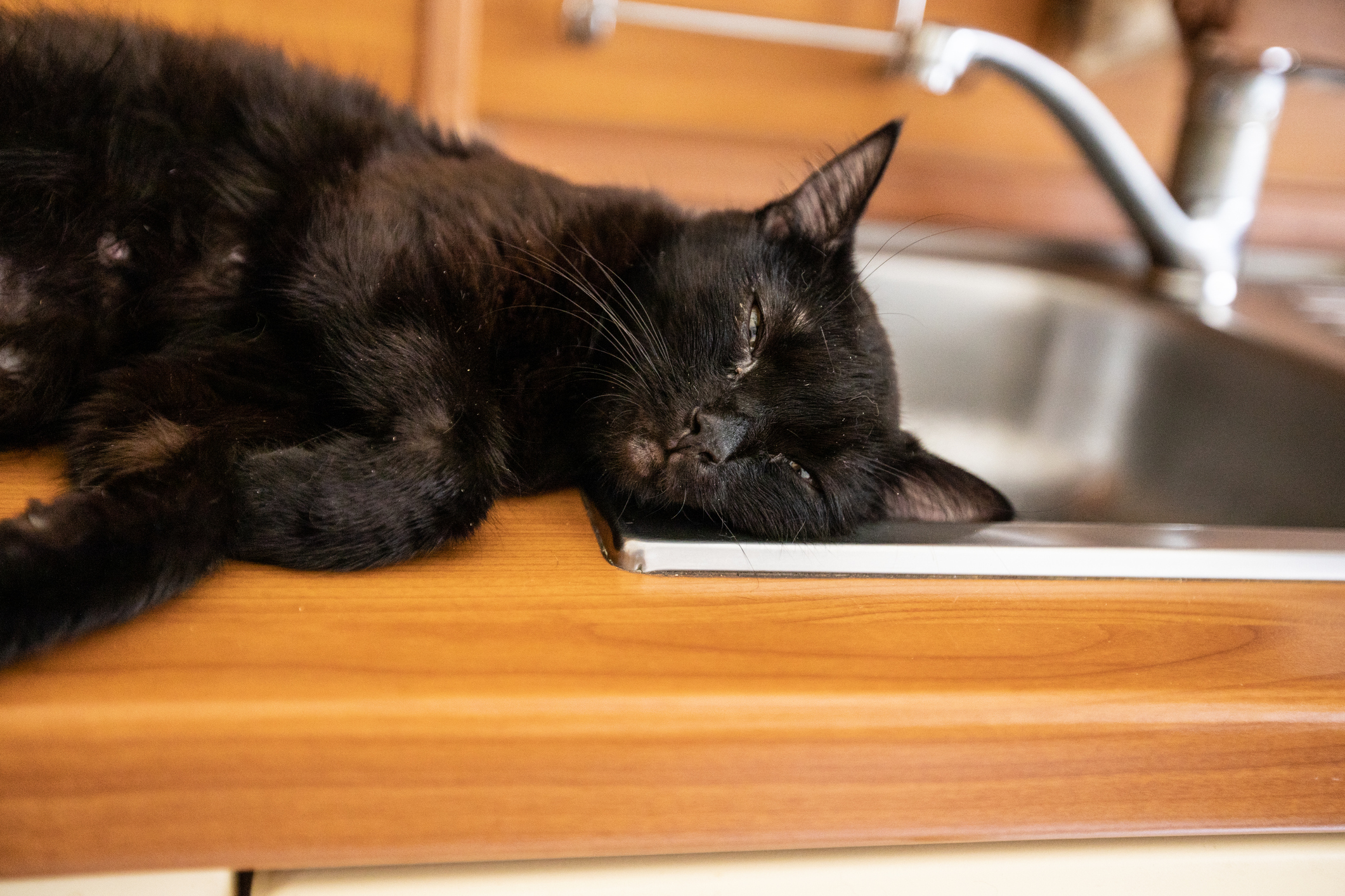 Stock image of cat sleeping.