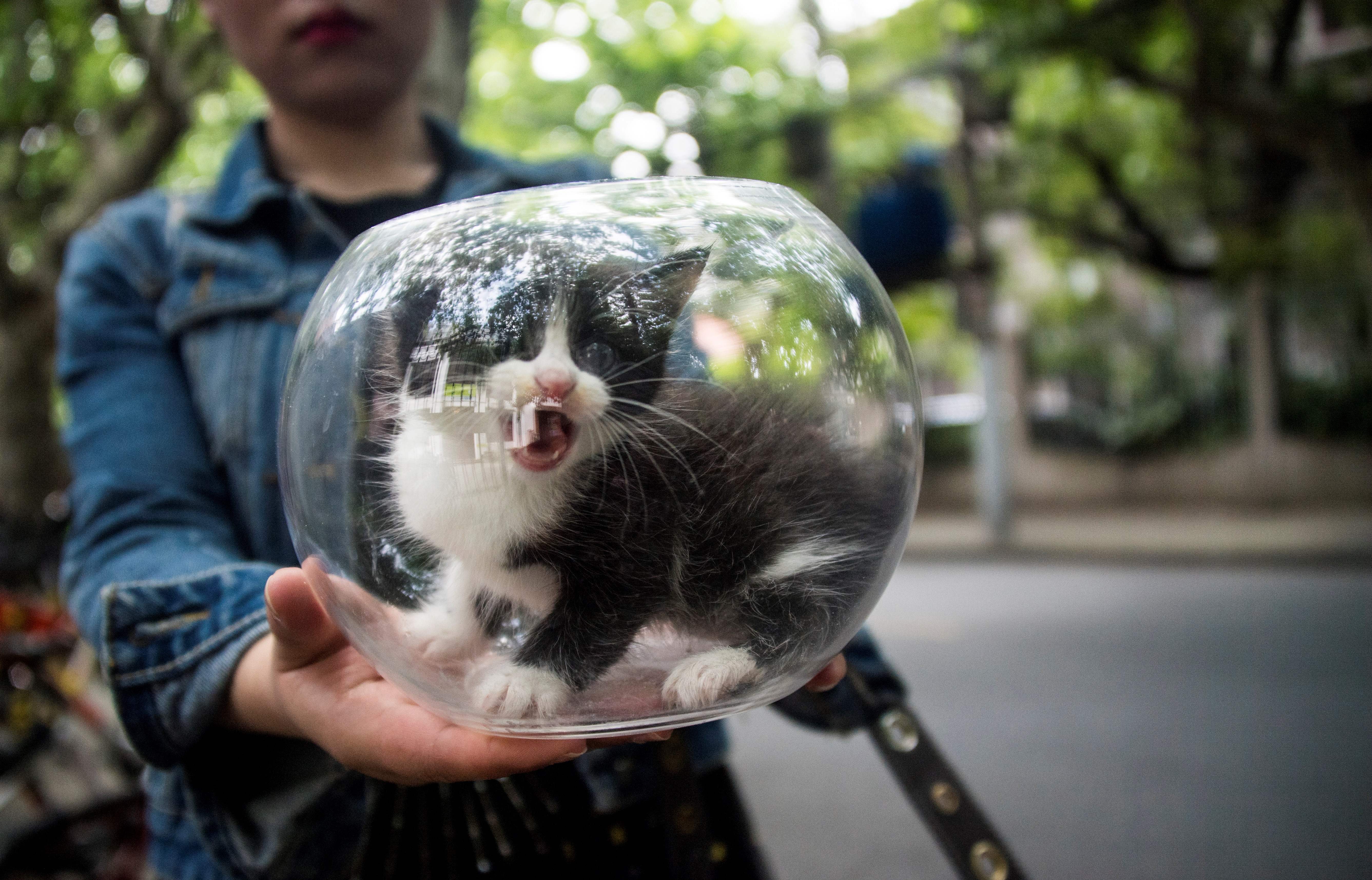 Girl carries kitten in a fishbowl