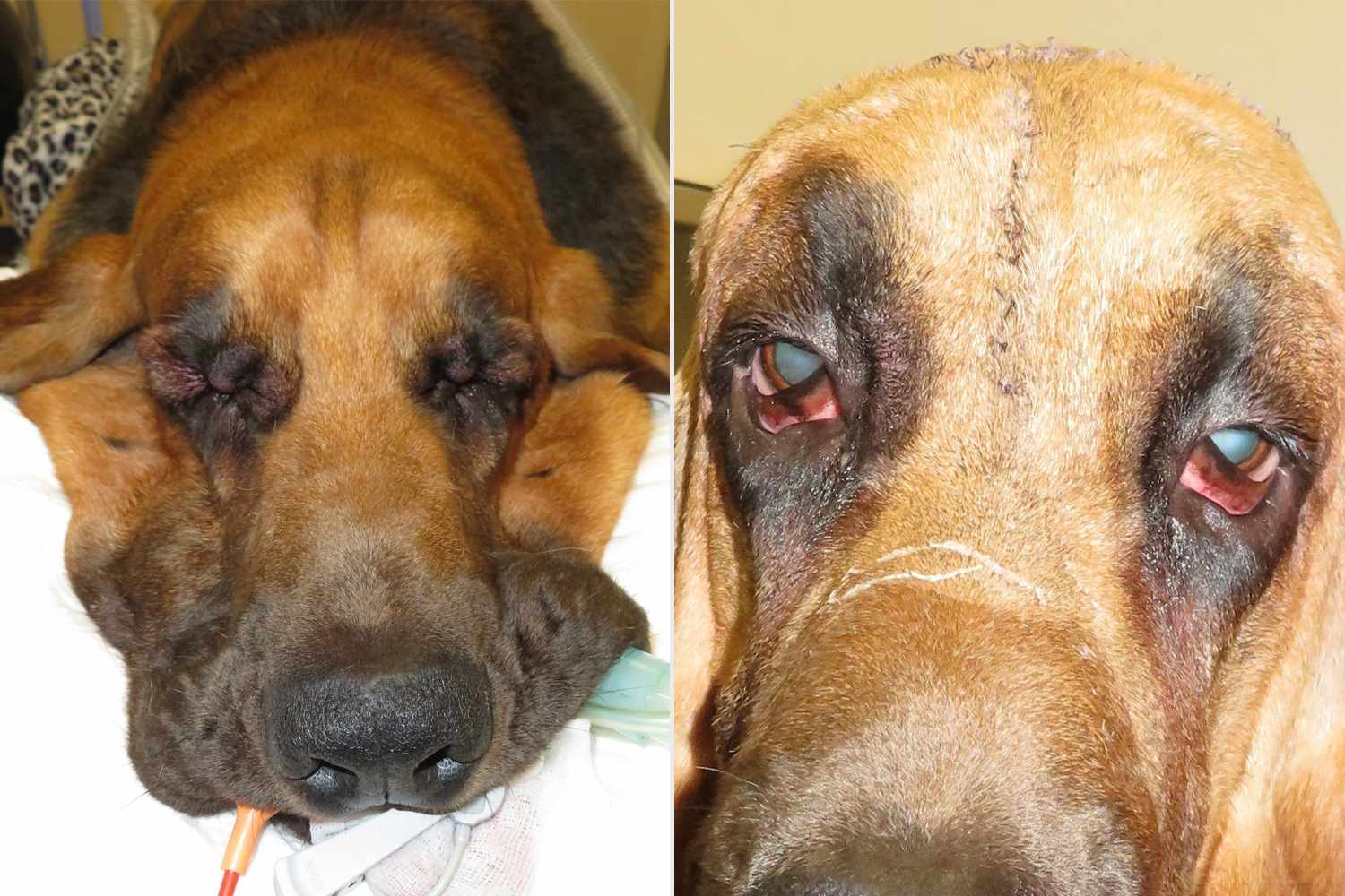 Bloodhound blinded by his 'hanging' skin gets facelift to see again