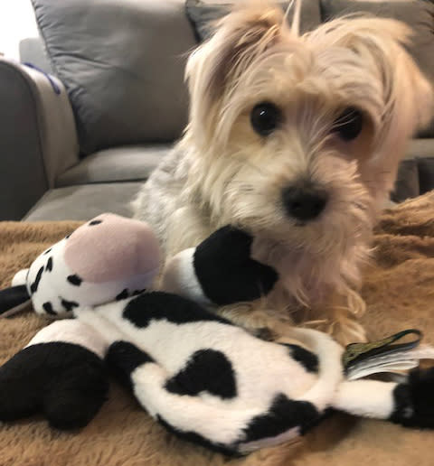 Dog plays with squeak-free cow toy