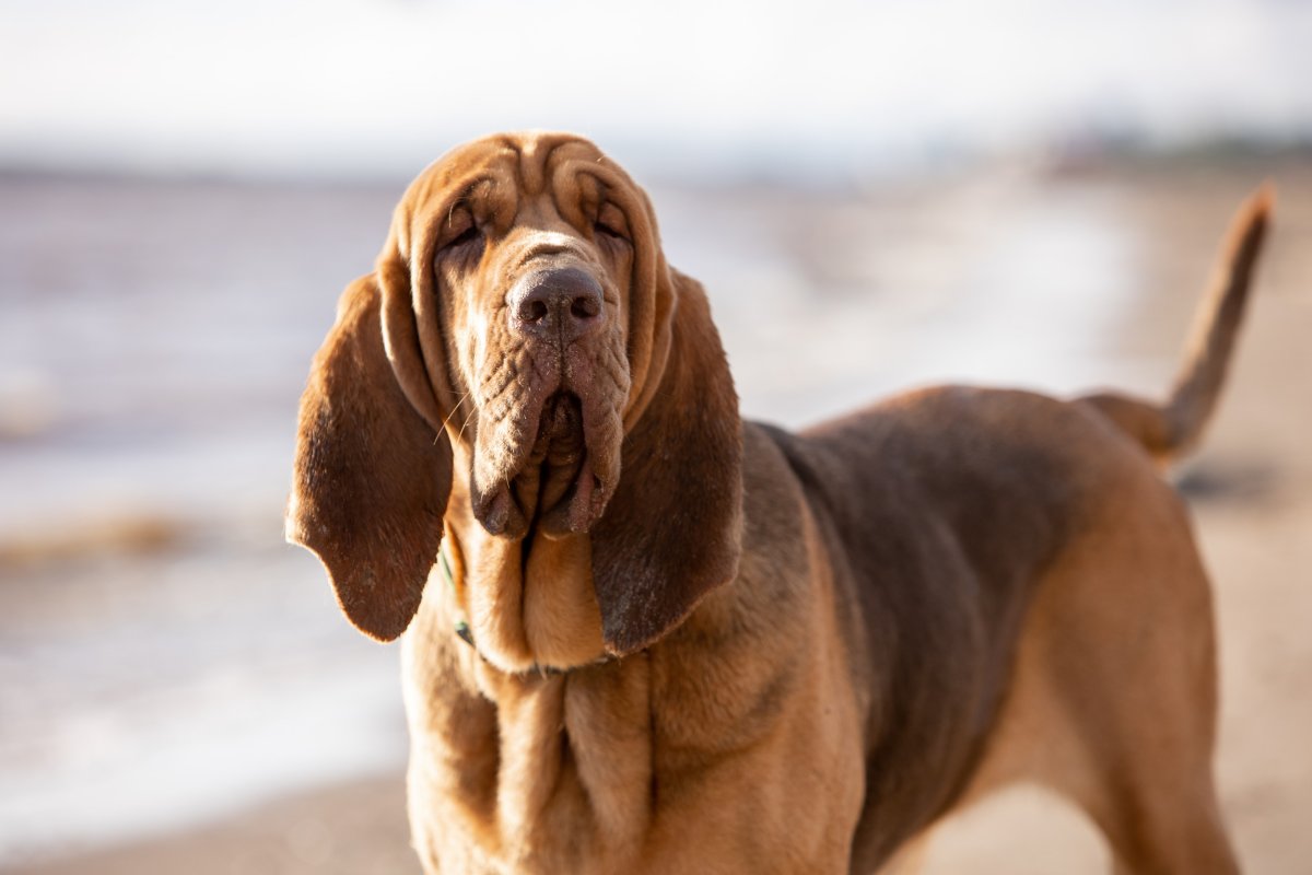 A brown bloodhound.