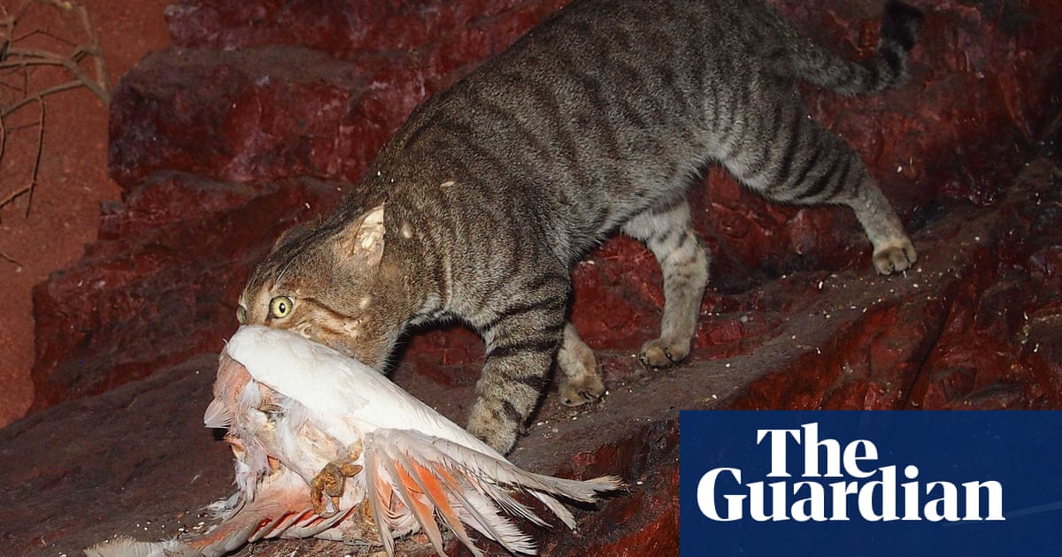 Shooters target feral cats in NSW national parks amid population boom | Invasive species