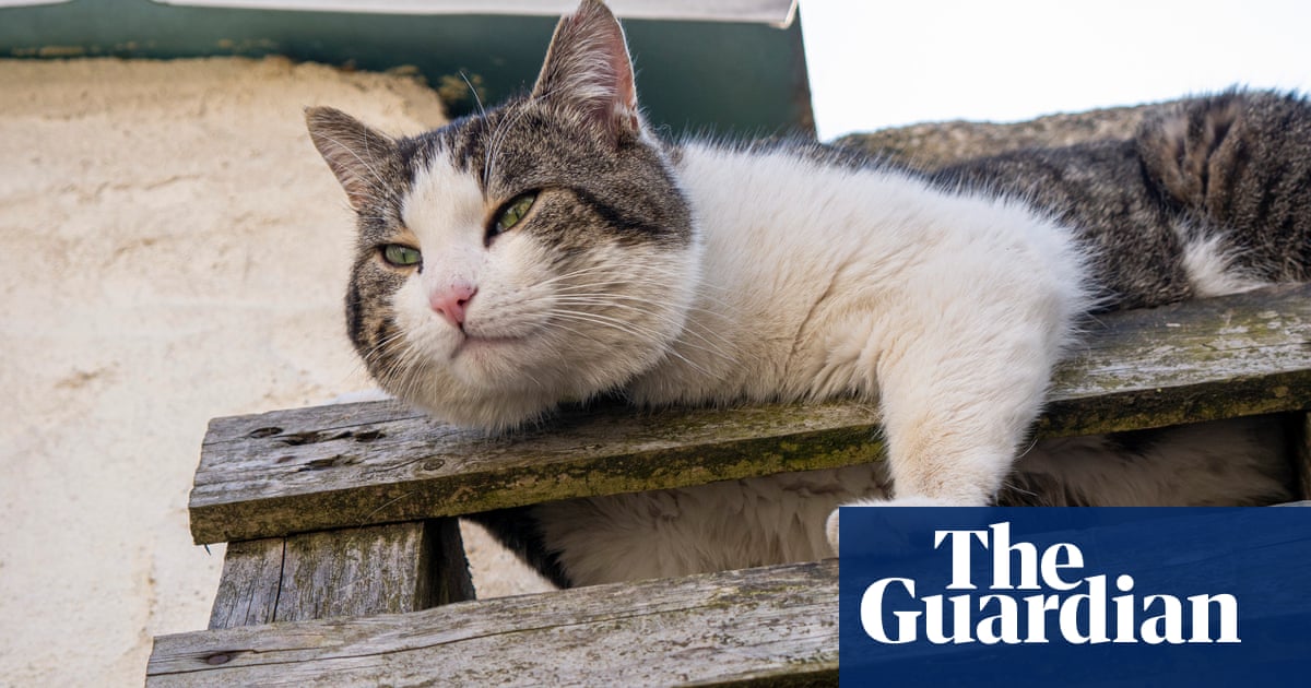 The pet I'll never forget: Chelsea the cat who sent a final message from beyond the grave | Life and style