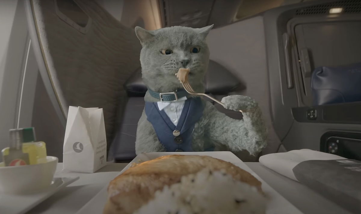 Turkish Airlines’ Cute, Hilarious Cat Video