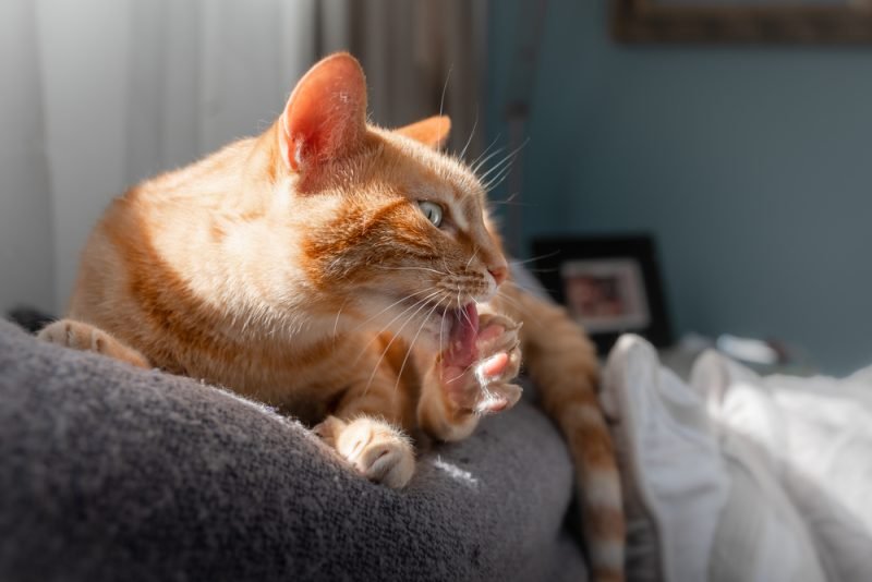 brown tabby cat with green eyes lying on the couch, bites its nails