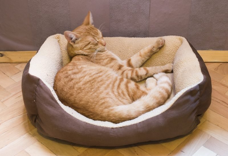 Orange-Cat-Sofing-in-Cat bed