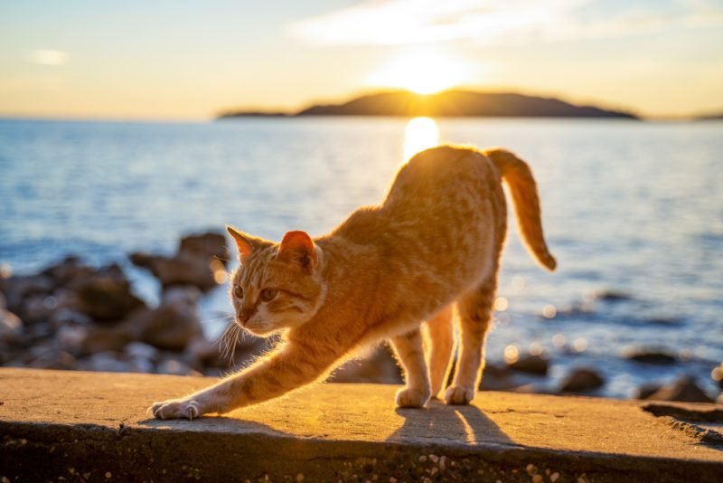 Cat stretching a rocky beach and a beautiful sunset over the sea