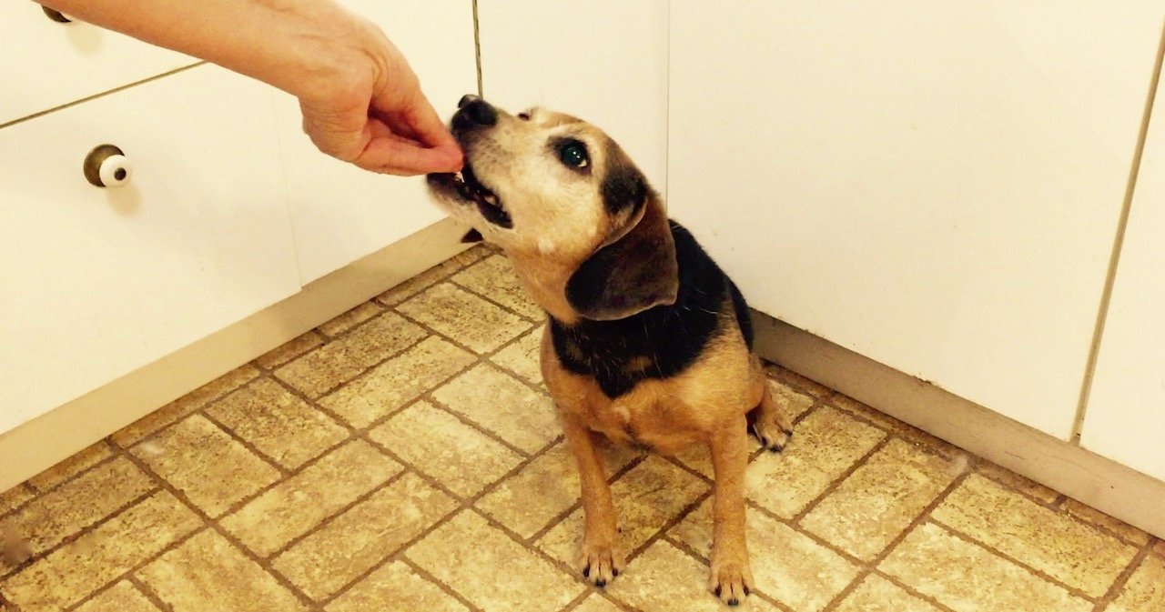 Zani, a small black and brown dog, gently take a treat from a woman's hand