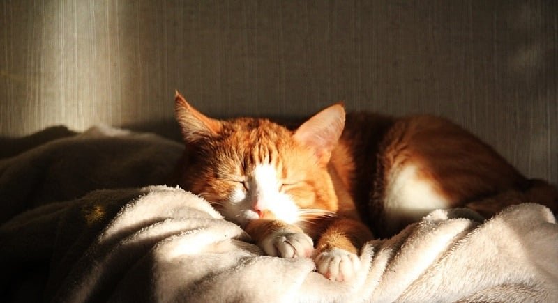 Cat Harm