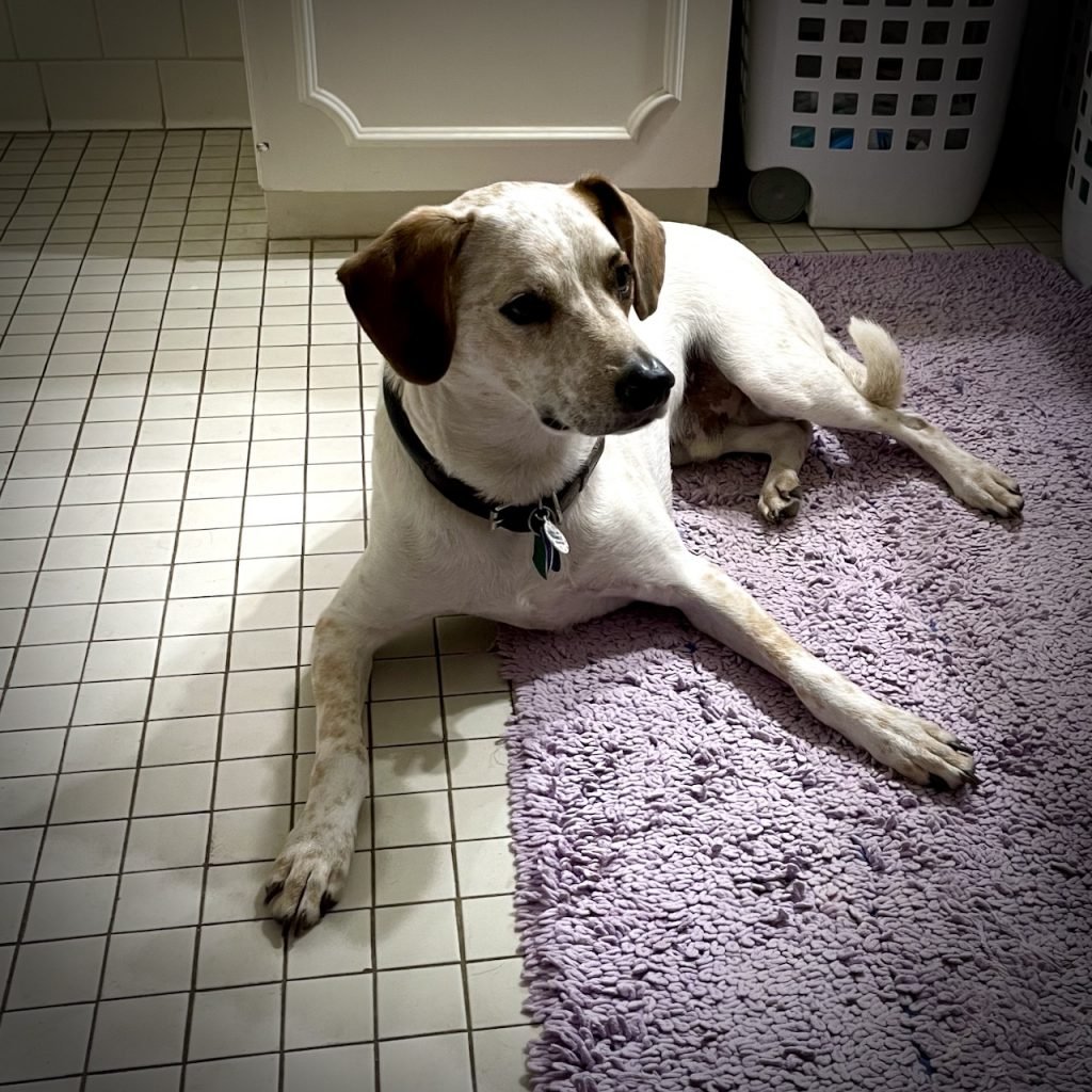 Lewis, a white dog with brown ears and ticking, is located on a purple badmate in a bathroom in low light. His hip is rolled and his body position is relaxed. He looks worried but not panic.