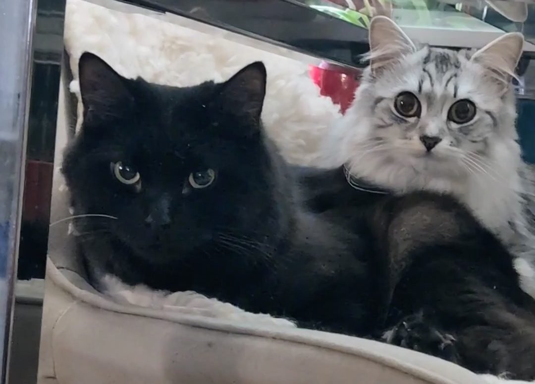 Lucifer and Missy Cuddling on the chair