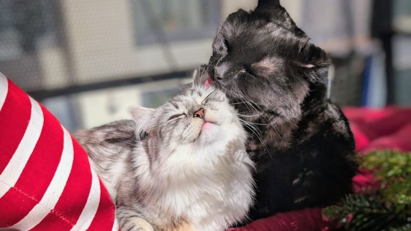 Lucifer and Missy, Kirstis Cats, contained picture