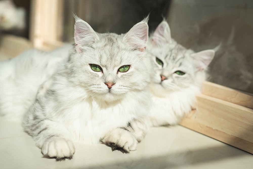 Two Persian cats are together under the sun