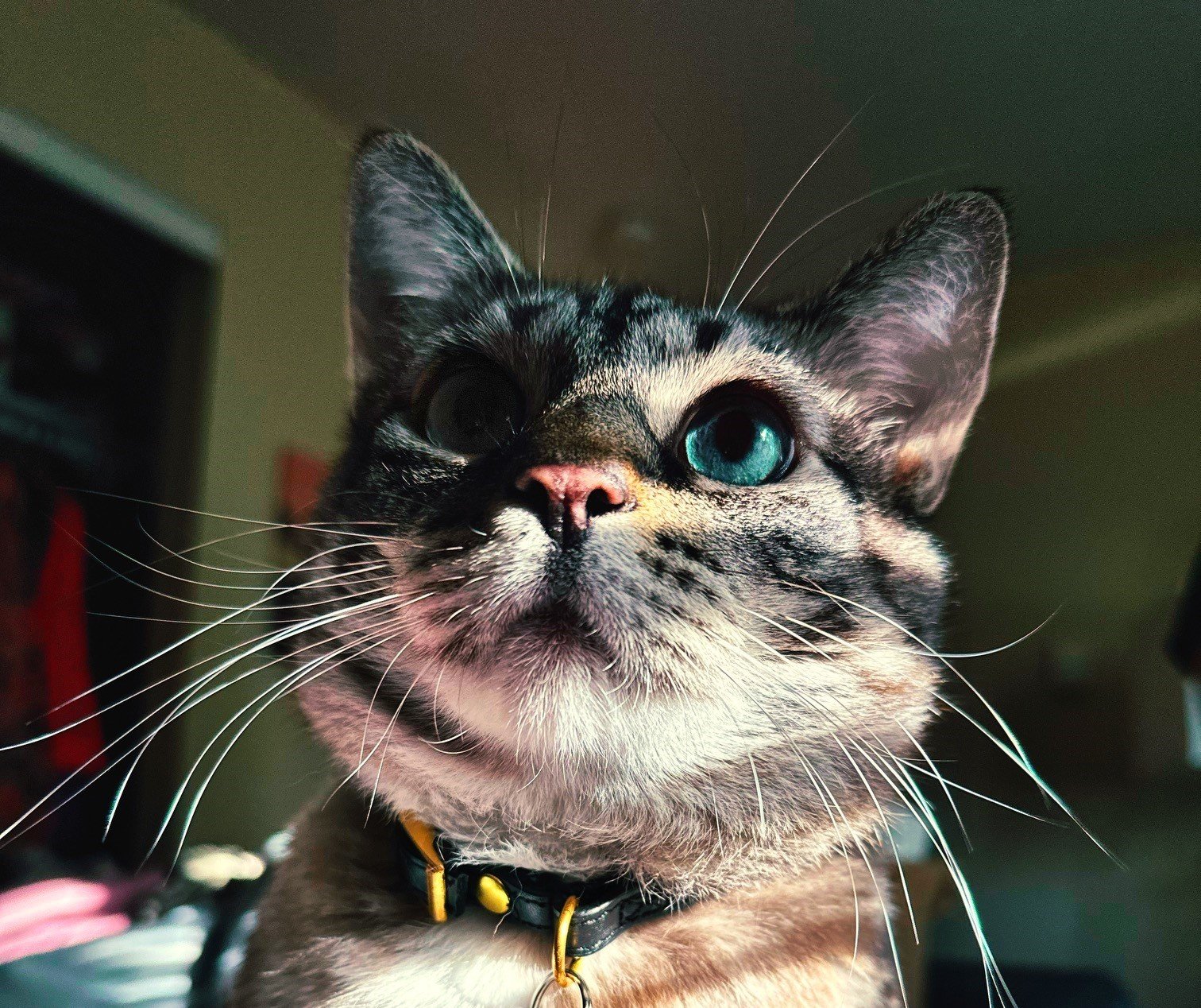 A cute cat named Sweet Pea