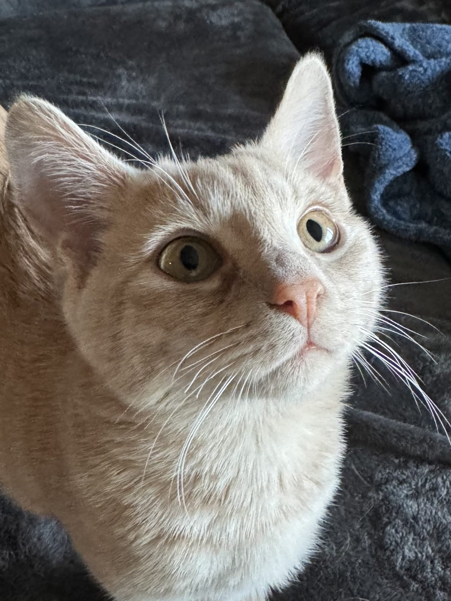Cheddar cat