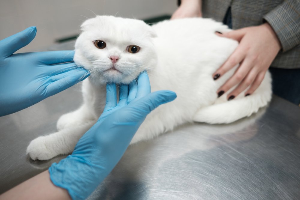 Veterinarian controls a white cat's face