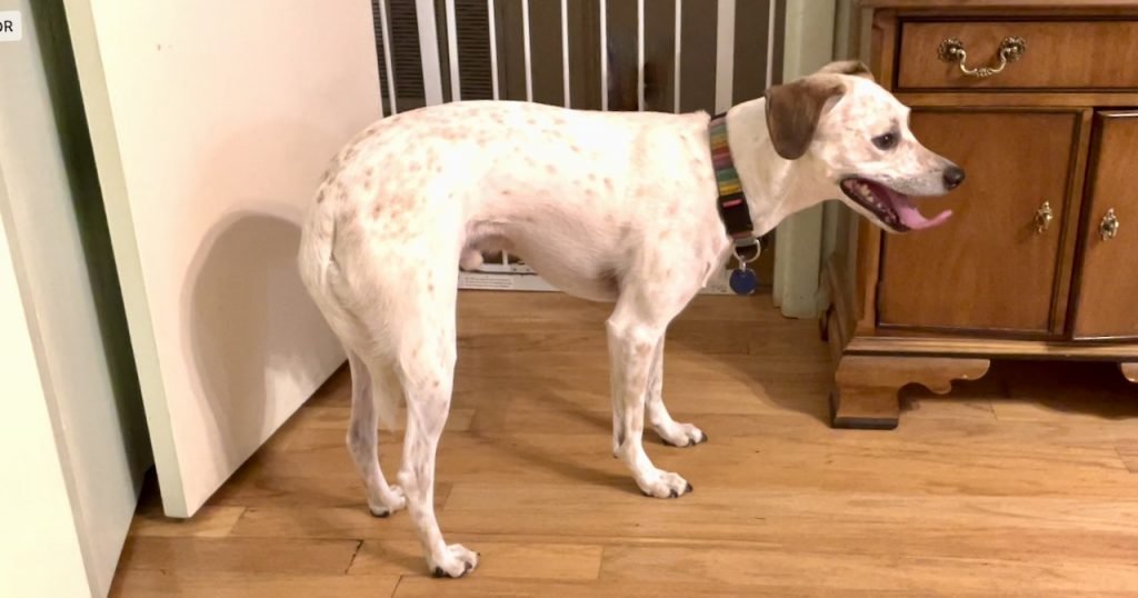 A white dog with brown ears and ticking racks, breathes by fear, with the tail hidden between his legs