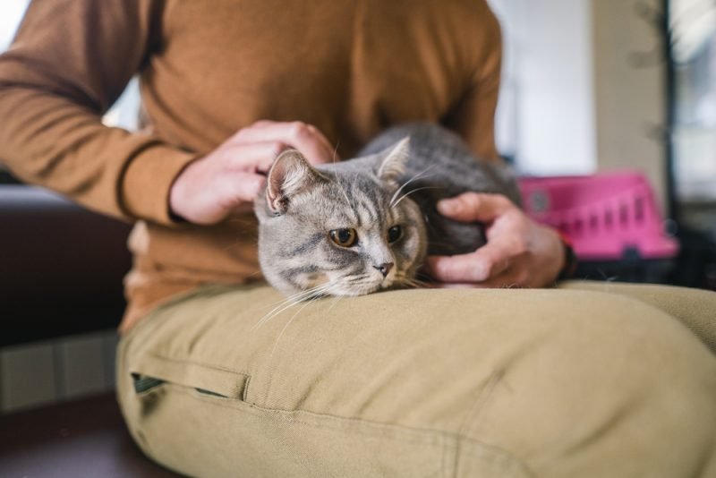 Man holding a cat in a waiting room for vet clinic