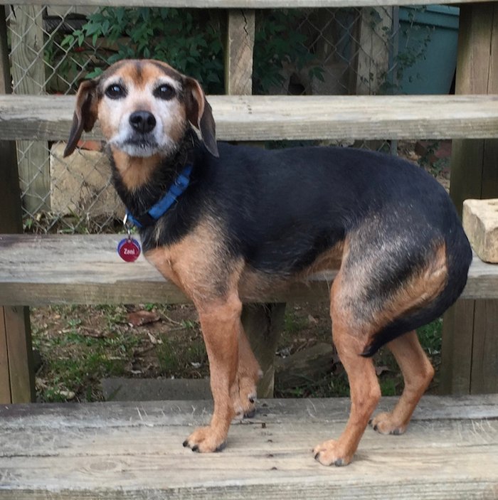 A small, black and rust dog mix that shows the body language with extreme fear: hidden tail, shaken back, ears back, front paw lifted, enjoyed in her face