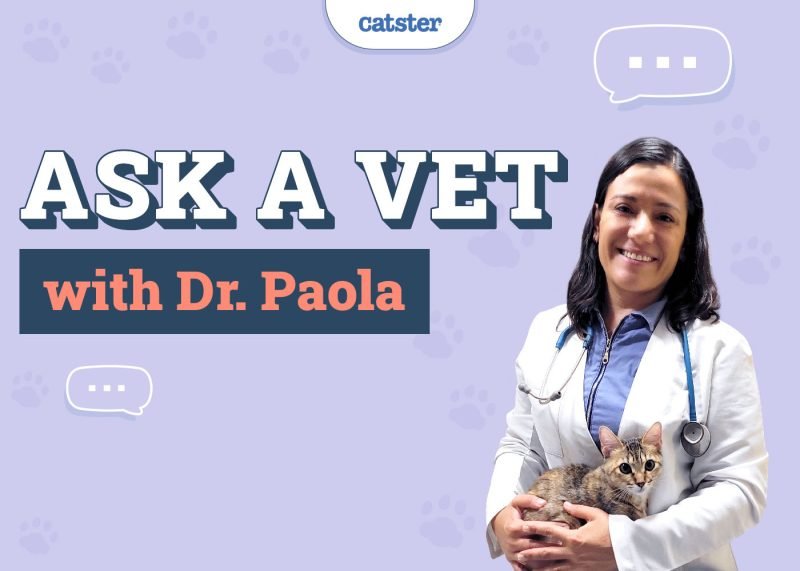 Catster_ask Dr. Paola highlighted image_v1-2_nov 12 2024