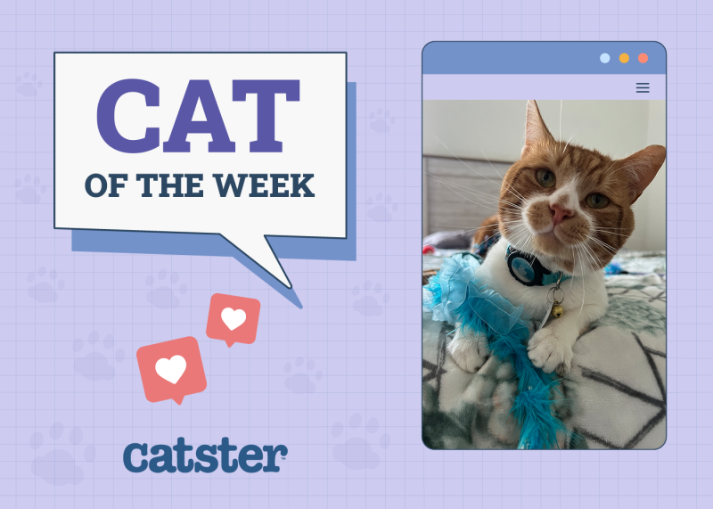Catster Photo Contest: Winners of the Week of Cats (August 28, 2025)