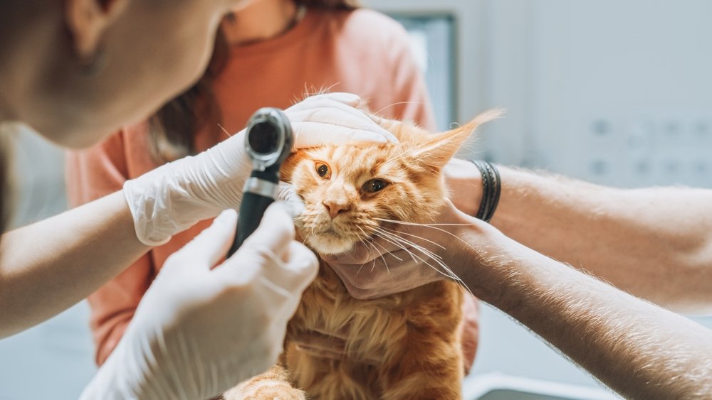Veterinarians are investigating the eyes of a pet Maine Coon with an otoscope