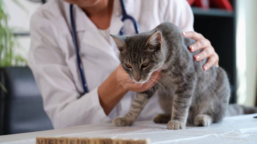 Female veterinarian holding a sick cat close up