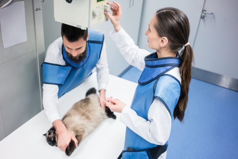 Vet in the X -ray room with a cat adjustment machine