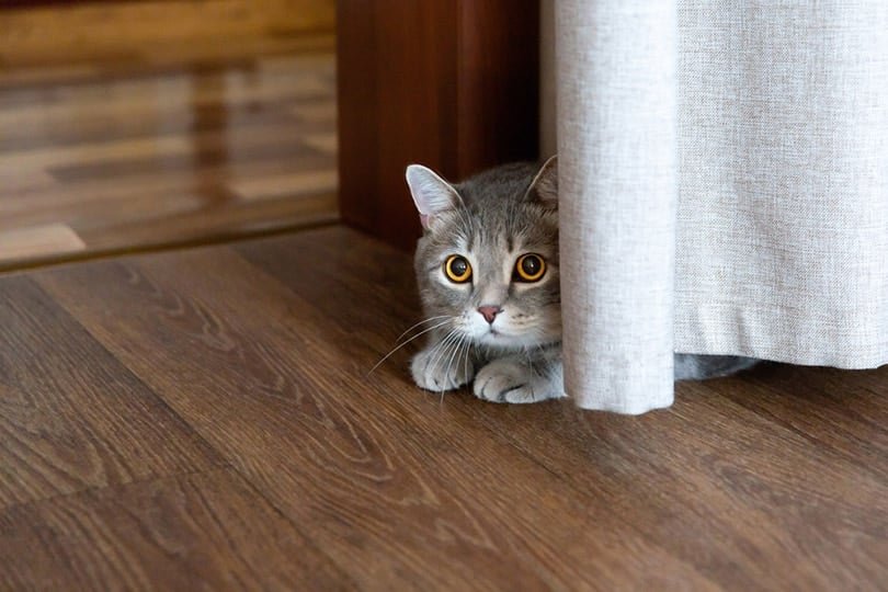 Cat lying on the floor hid behind the curtain