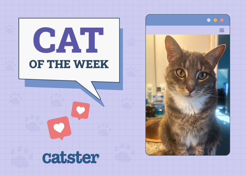 Catster Photo Contest: Week Cats of the Week (September 4, 2025)