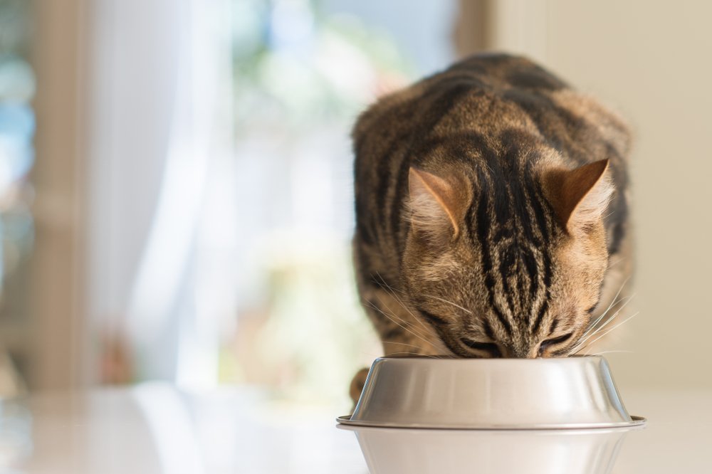 Cat eating from a food bowl over a counter
